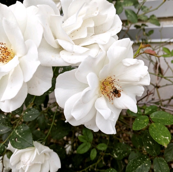 Meet your Posher, Cassandra - Picture 1 of 1